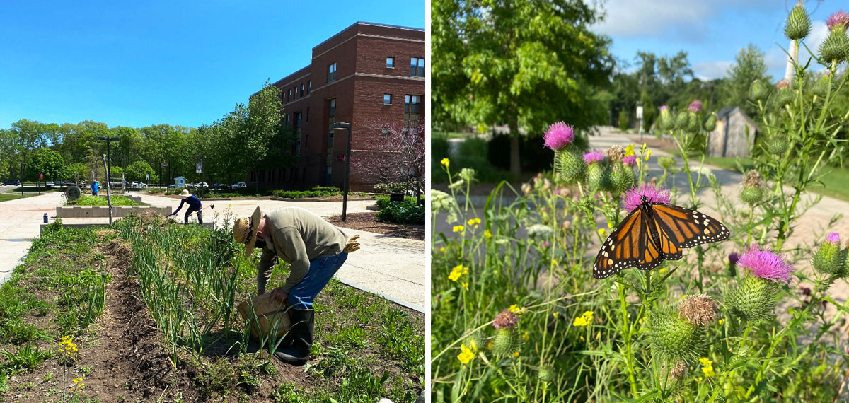 People working in the permaculture garden; a butterfly lands on a thistle