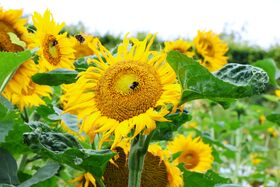 A bee sits on a sunflower