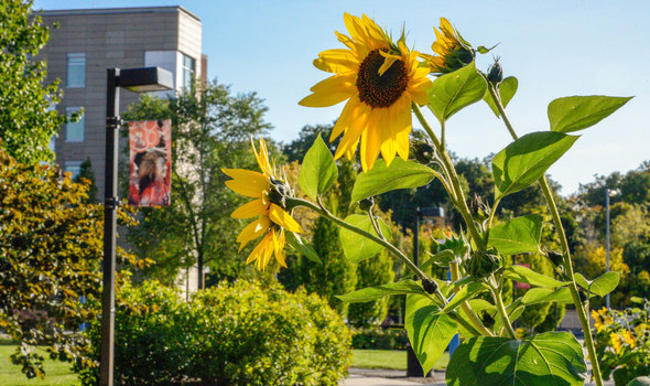 Sunflowers East Campus