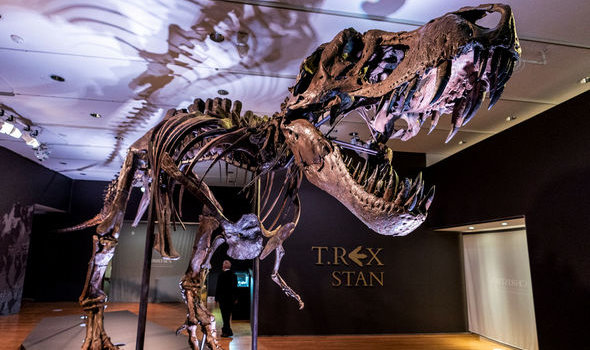 a TRex dinosaur skeleton in a museum room